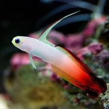 Nemateleotris magnifica 