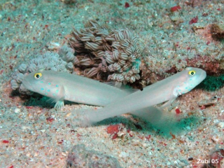 Valenciennea sexguttata M