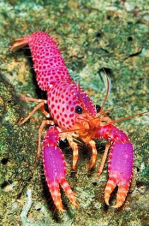 Enoplometapus debelius