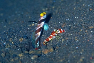 Stonogobiops nematodes M