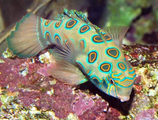 Synchiropus picturatus M