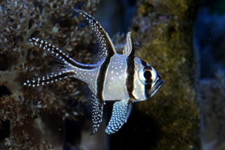 Pterapogon kauderni 
