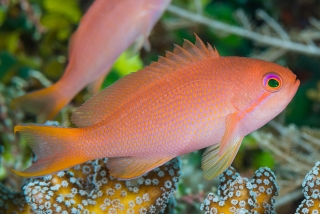 Pseudanthias cheirospilos