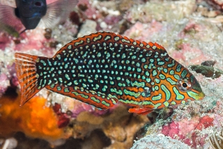 Macropharyngodon ornatus