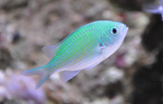 Chromis viridis S/M