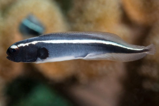 Pholidichthys leucotaenia 