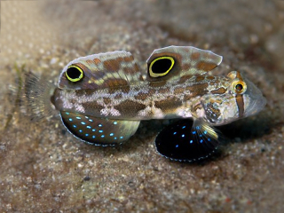 Signigobius biocellatus