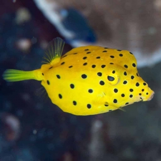 Ostracion cubicus Yellow M