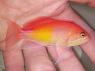 Pseudanthias kashiwae M