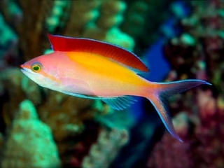 Pseudanthias dispar M