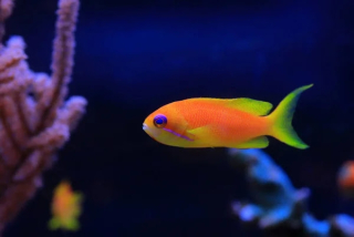 Pseudanthias squamipinnis S/M
