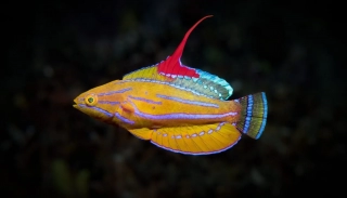 Paracheilinus flavianalis