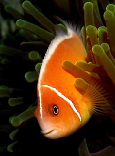 Amphiprion perideraion