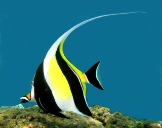 Zanclus Cornutus
