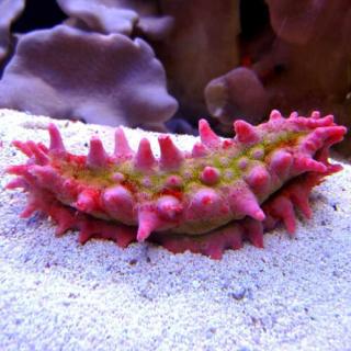 Colochirus crassus