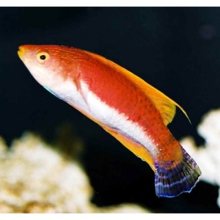 Cirrhilabrus Filamentosus