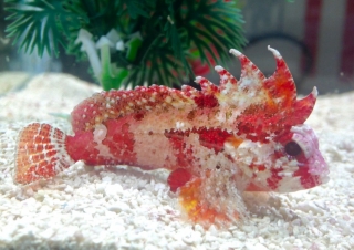 Paracentropogon zonatus