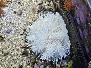 Heteractis crispa 