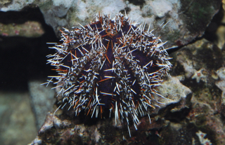 Tripneustes gratilla S