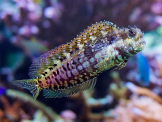 Salarias fasciatus S/M